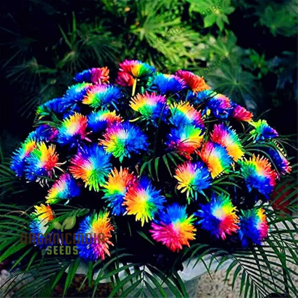 Chrysanthemum Rainbow Seeds: Delightful Gardening Gems For Your Colorful Oasis