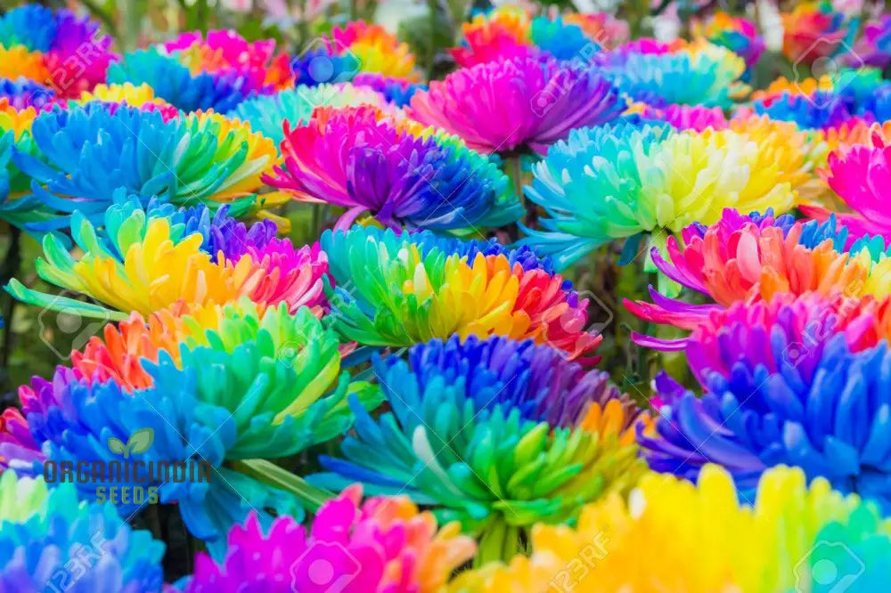 Chrysanthemum Rainbow Seeds: Delightful Gardening Gems For Your Colorful Oasis