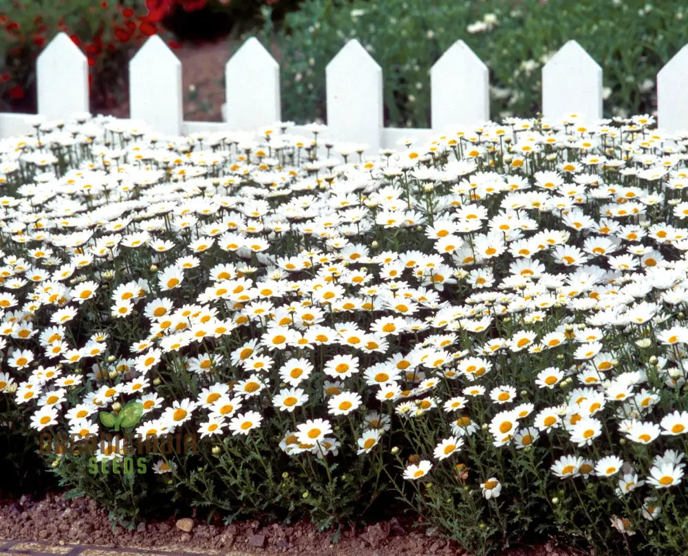 Chrysanthemum Snowland: Premium Seeds For Enthusiastic Gardeners Seeking Vibrant Blooms