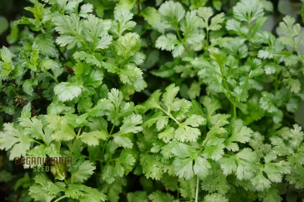 Cilantro - Slow Bolting Seeds For Successful Planting And Growing | Buy Organic Online