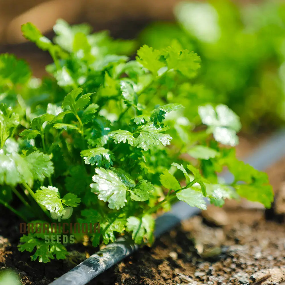 Cilantro - Slow Bolting Seeds For Successful Planting And Growing | Buy Organic Online