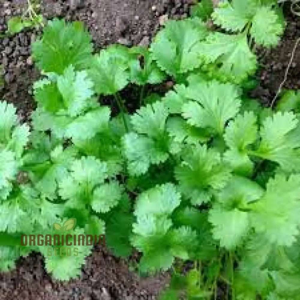 Cilantro - Slow Bolting Seeds For Successful Planting And Growing | Buy Organic Online