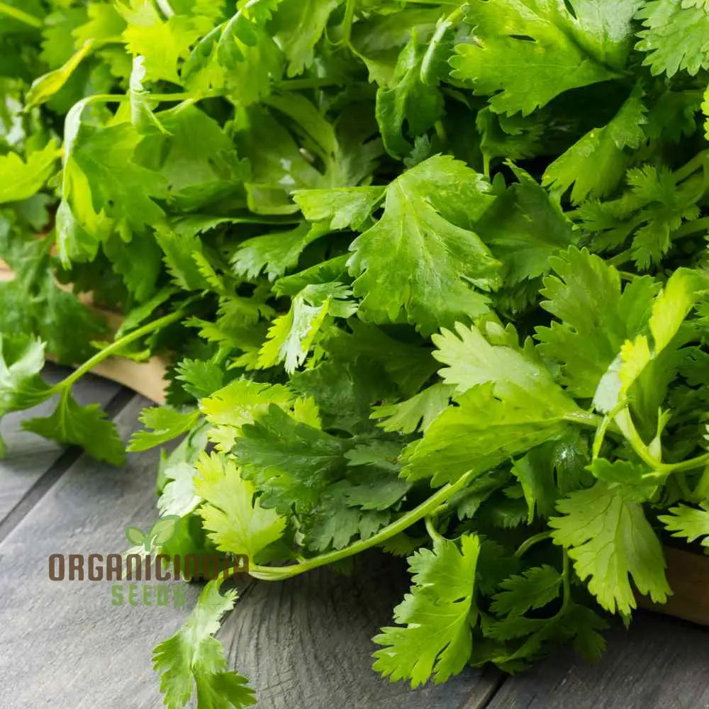 Cilantro - Slow Bolting Seeds For Successful Planting And Growing | Buy Organic Online