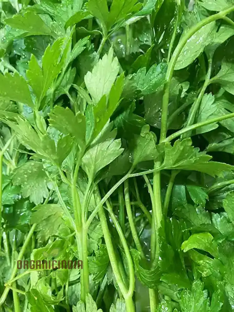 Cilantro - Slow Bolting Seeds For Successful Planting And Growing | Buy Organic Online