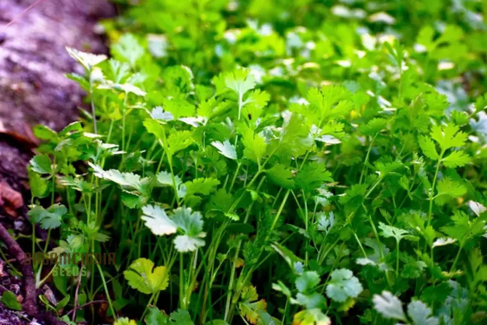 Cilantro - Slow Bolting Seeds For Successful Planting And Growing | Buy Organic Online