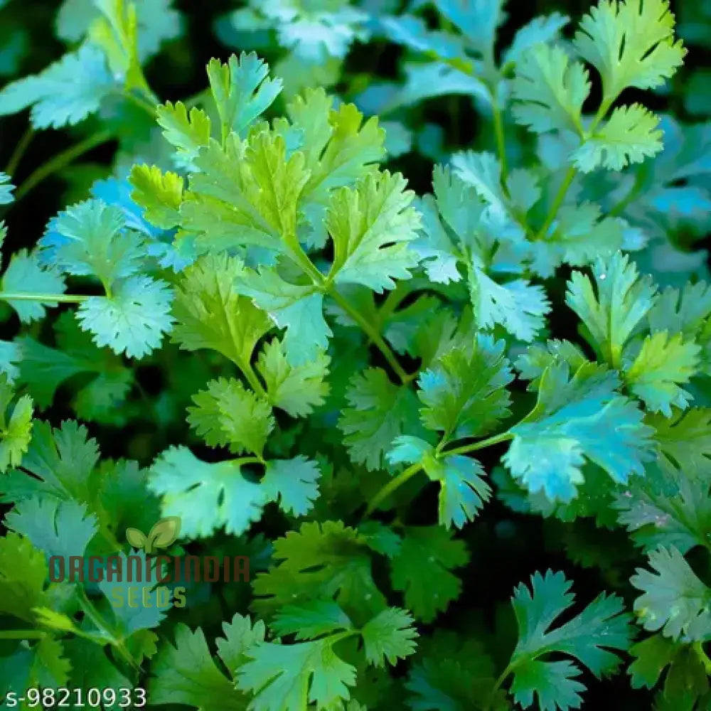 Cilantro - Slow Bolting Seeds For Successful Planting And Growing | Buy Organic Online