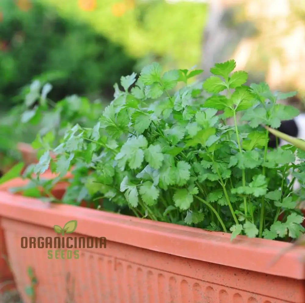 Cilantro - Slow Bolting Seeds For Successful Planting And Growing | Buy Organic Online