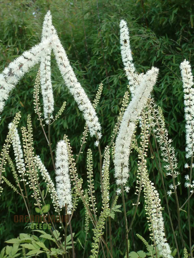 Cimicifuga Simplex Seeds For Planting Premium Quality Gardening Plant