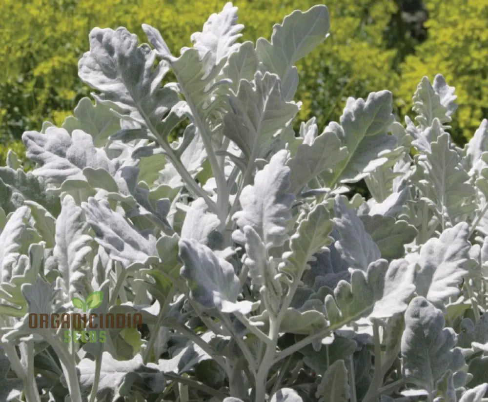 Cineraria Cirrus Planting Seeds Enhance Your Garden With Delicate Beauty Using Expert Seed And