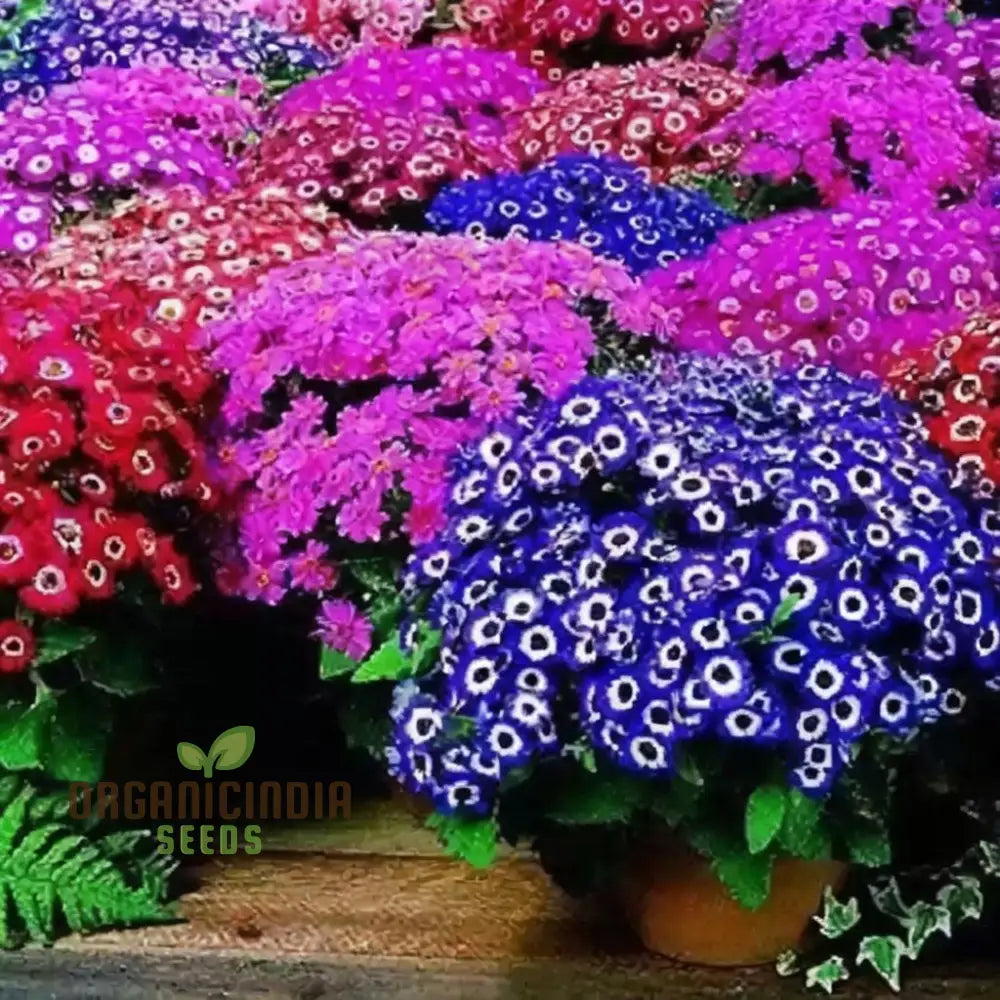 Cineraria Excelsior Seeds For Enchanting Blooms – Elevate Your Gardening Experience With