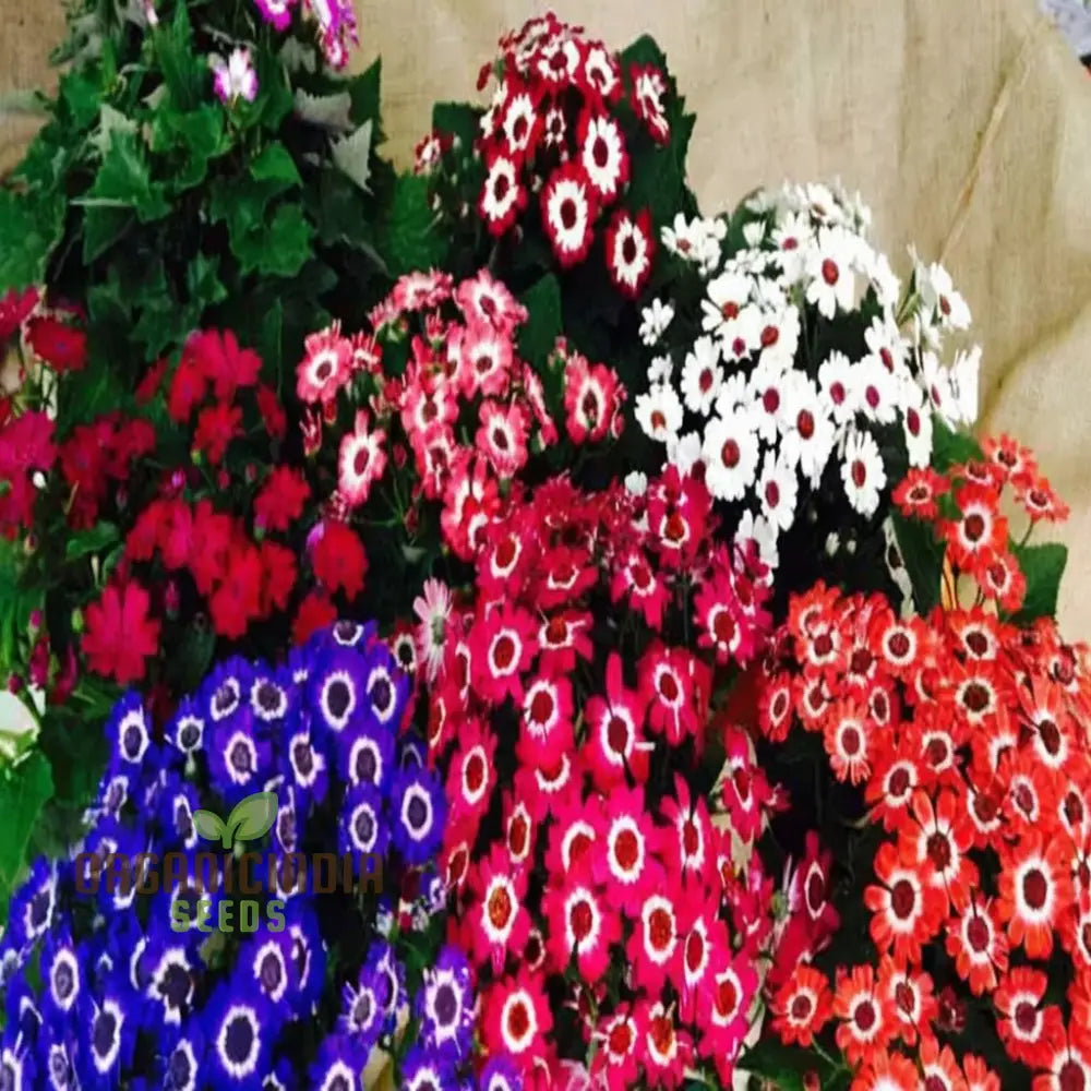 Cineraria Excelsior Seeds For Enchanting Blooms – Elevate Your Gardening Experience With