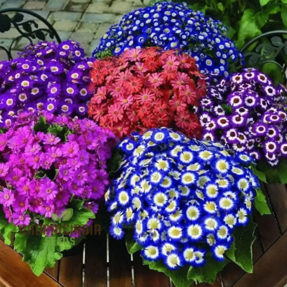 Cineraria Excelsior Seeds For Enchanting Blooms – Elevate Your Gardening Experience With