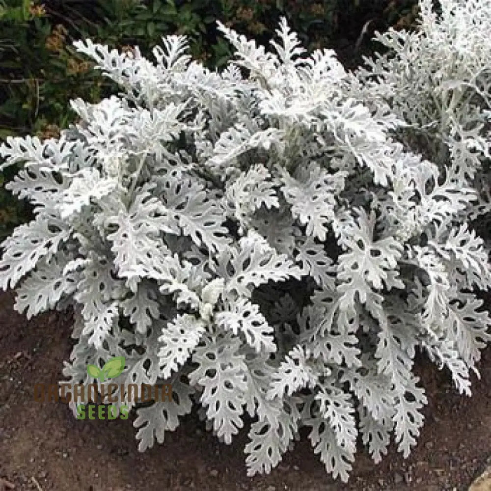 Cineraria Silver Dust Planting Seeds: Elevate Your Garden With Stunning Foliage Using Expert Seed