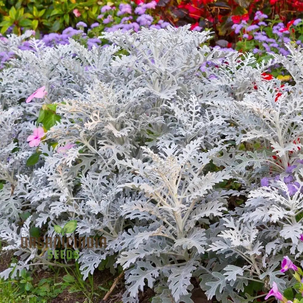 Cineraria Silver Dust Planting Seeds: Elevate Your Garden With Stunning Foliage Using Expert Seed