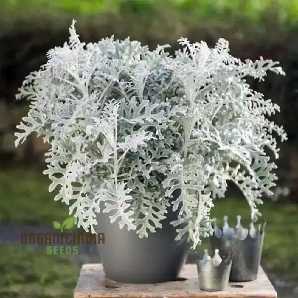 Cineraria Silver Dust Planting Seeds: Elevate Your Garden With Stunning Foliage Using Expert Seed