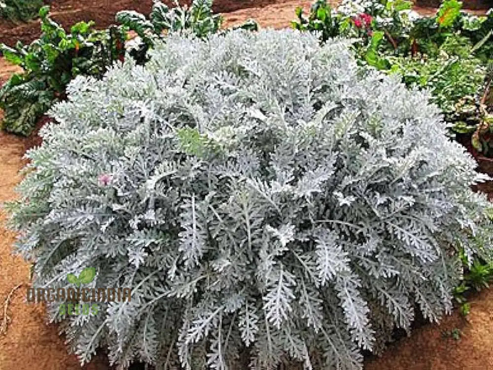 Cineraria Silver Dust Planting Seeds: Elevate Your Garden With Stunning Foliage Using Expert Seed