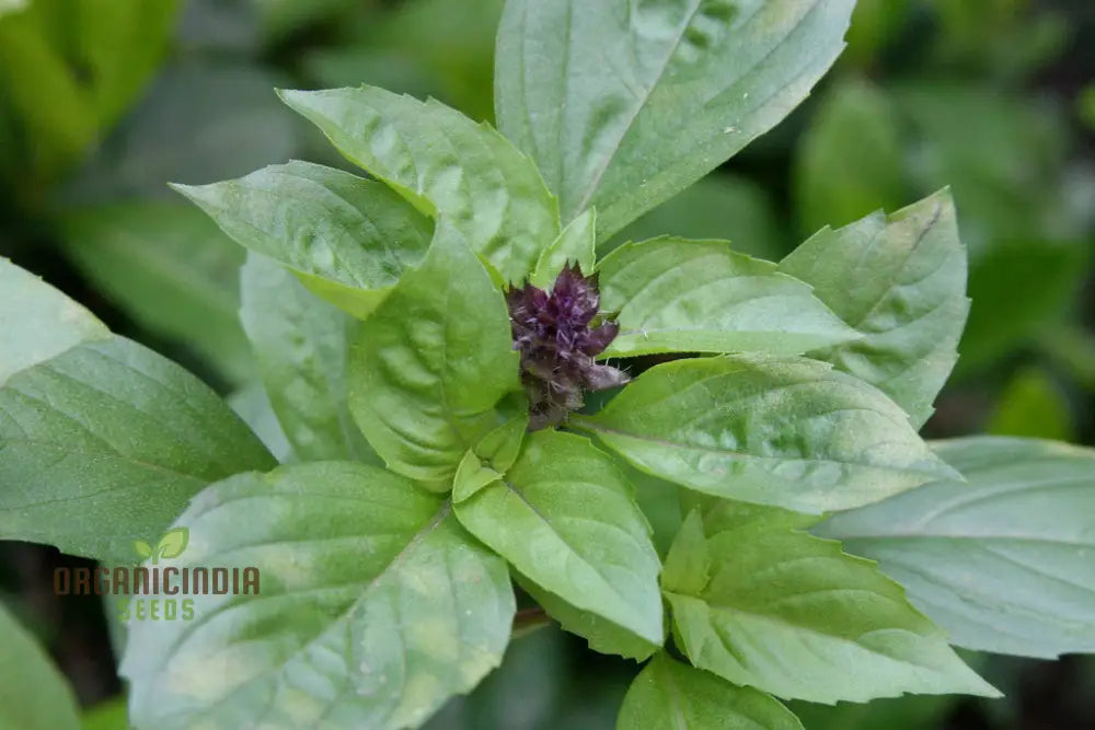 Cinnamon Basil Seeds Aromatic Herb For Garden Planting Non-Gmo Culinary Herbs