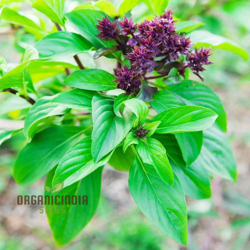 Cinnamon Basil Seeds Aromatic Herb For Garden Planting Non-Gmo Culinary Herbs