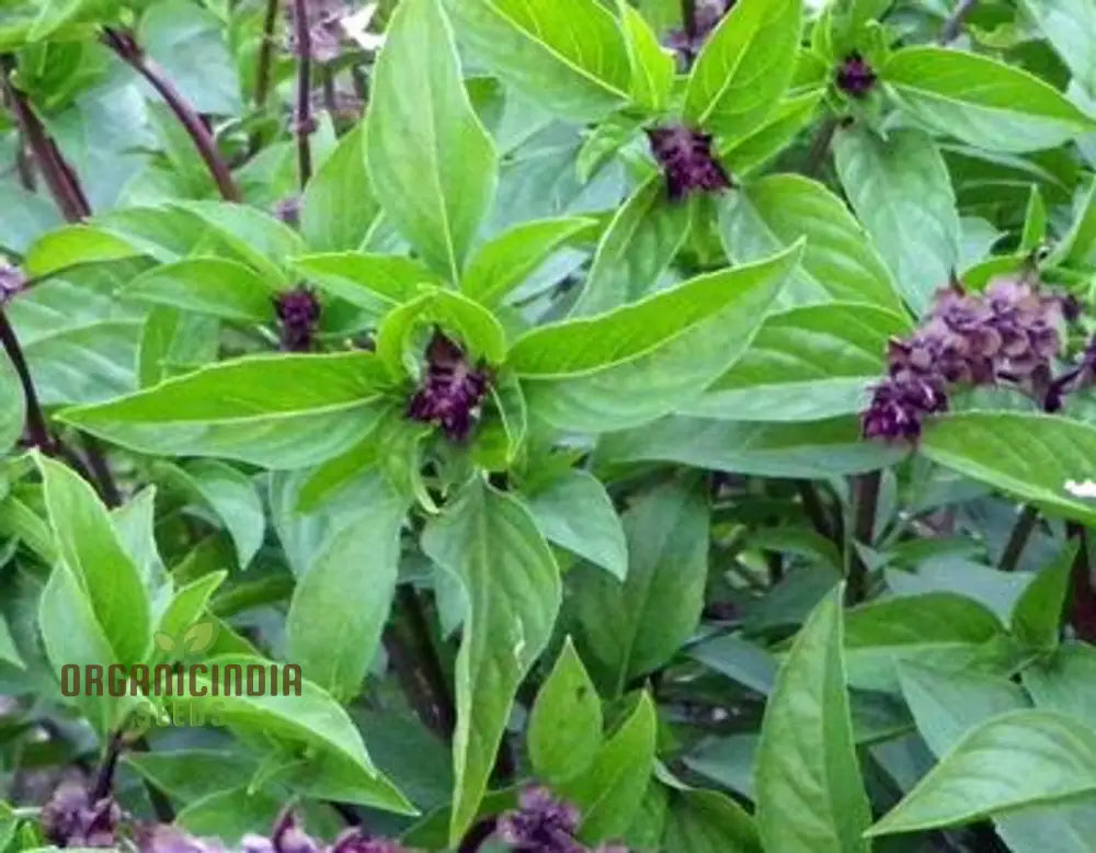 Cinnamon Basil Seeds Aromatic Herb For Garden Planting Non-Gmo Culinary Herbs