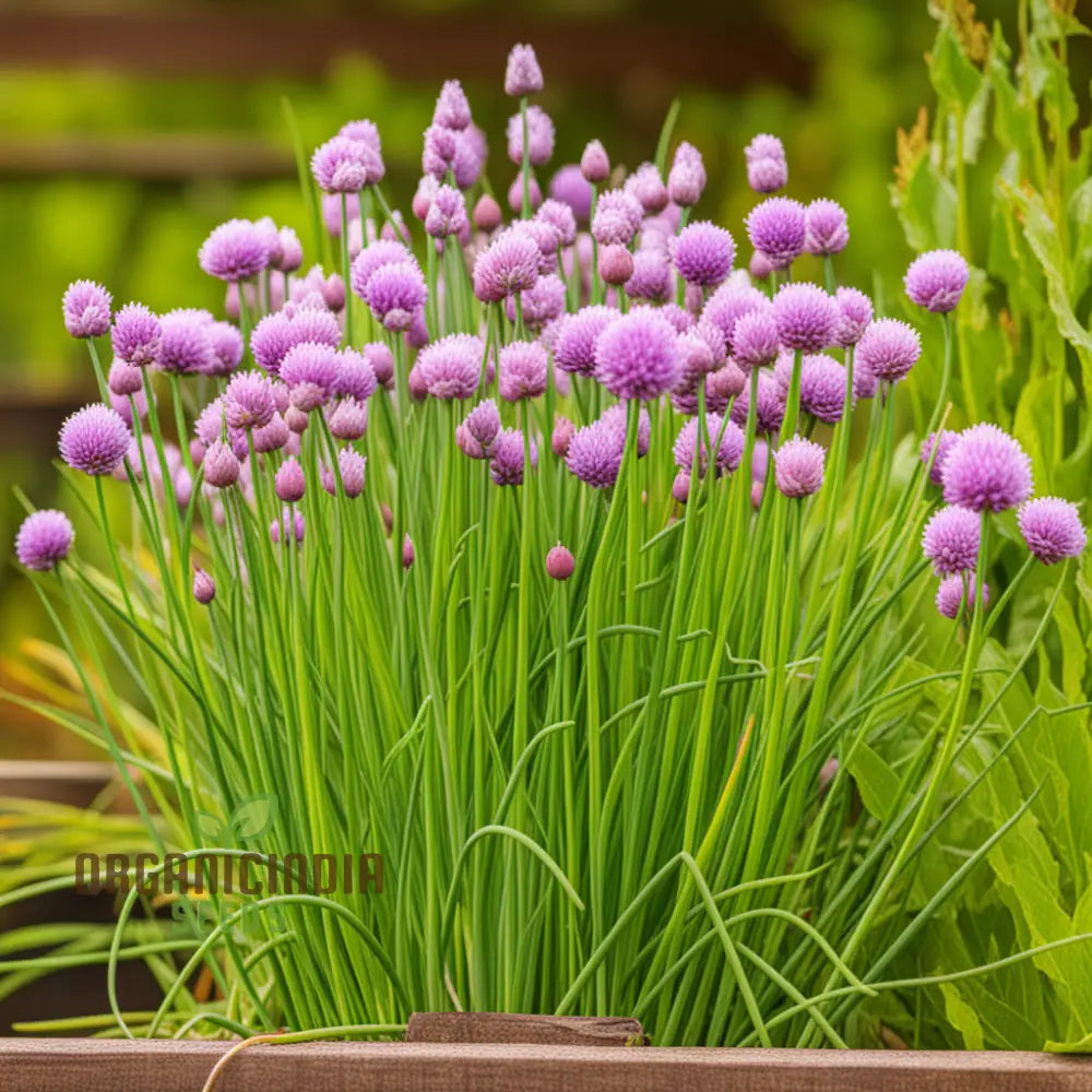 Cipollina Chives Seeds Premium Flowering Herb For Fresh Flavorful Harvests Grow Your Garden With