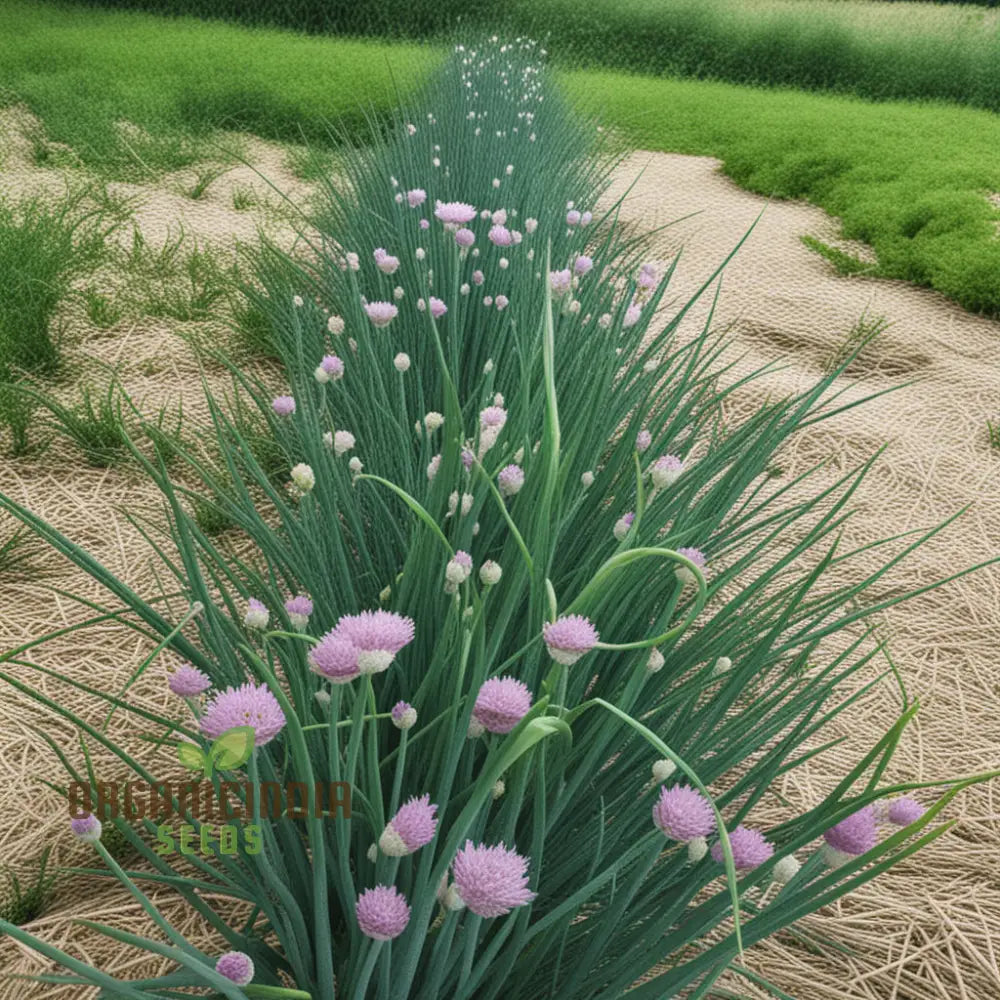 Cipollina Chives Seeds Premium Flowering Herb For Fresh Flavorful Harvests Grow Your Garden With