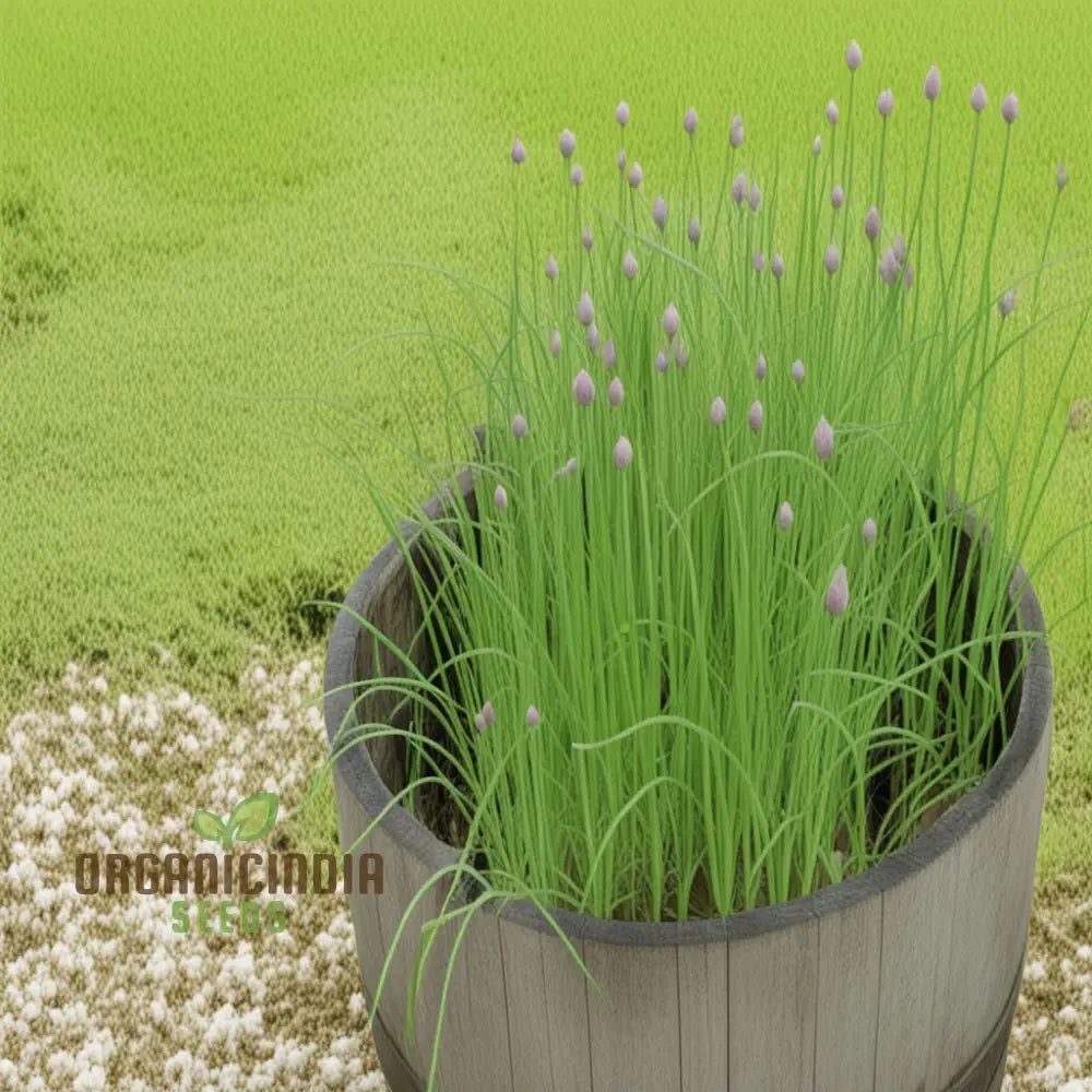 Cipollina Chives Seeds Premium Flowering Herb For Fresh Flavorful Harvests Grow Your Garden With