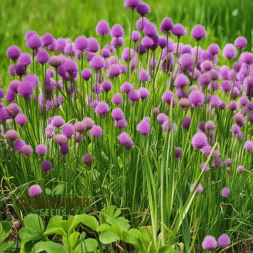 Cipollina Chives Seeds Premium Flowering Herb For Fresh Flavorful Harvests Grow Your Garden With