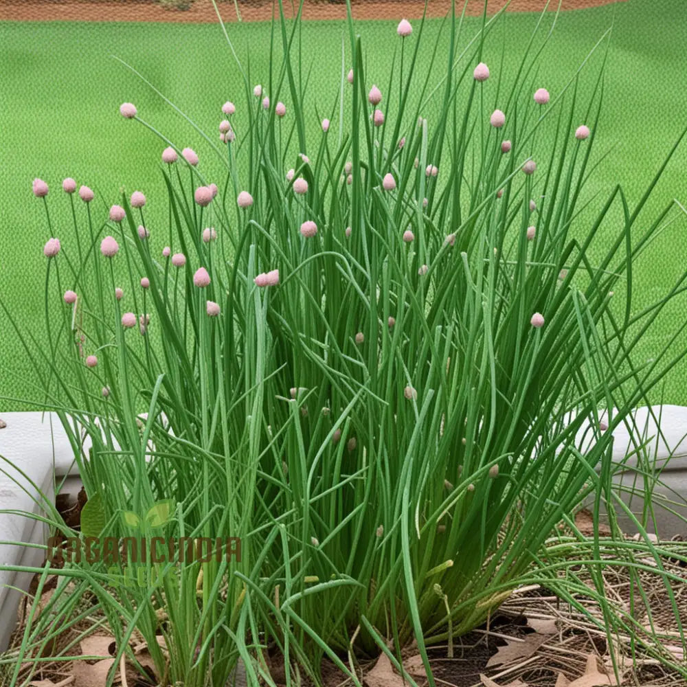 Cipollina Chives Seeds Premium Flowering Herb For Fresh Flavorful Harvests Grow Your Garden With