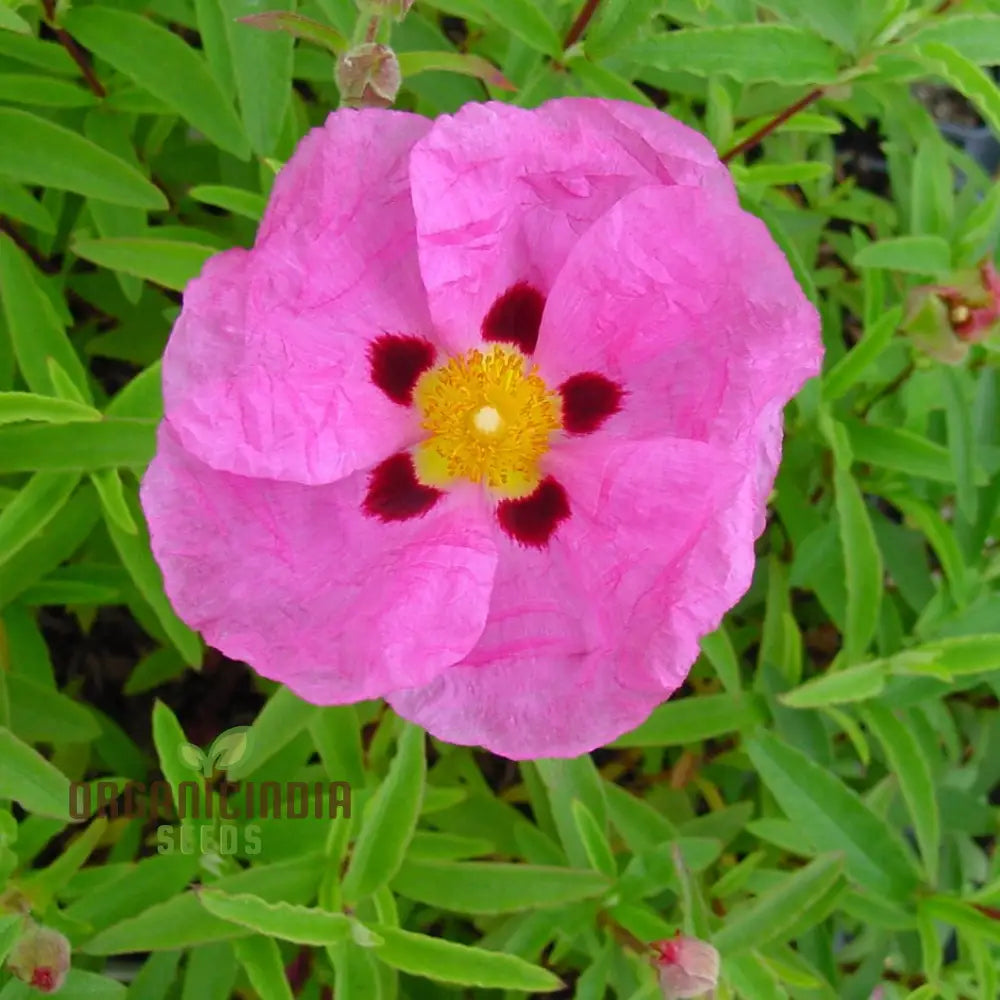 Cistus Albidus â€™Pink Silkâ€™ Flower Seeds For Planting Premium Quality Passionate Gardeners Seeds