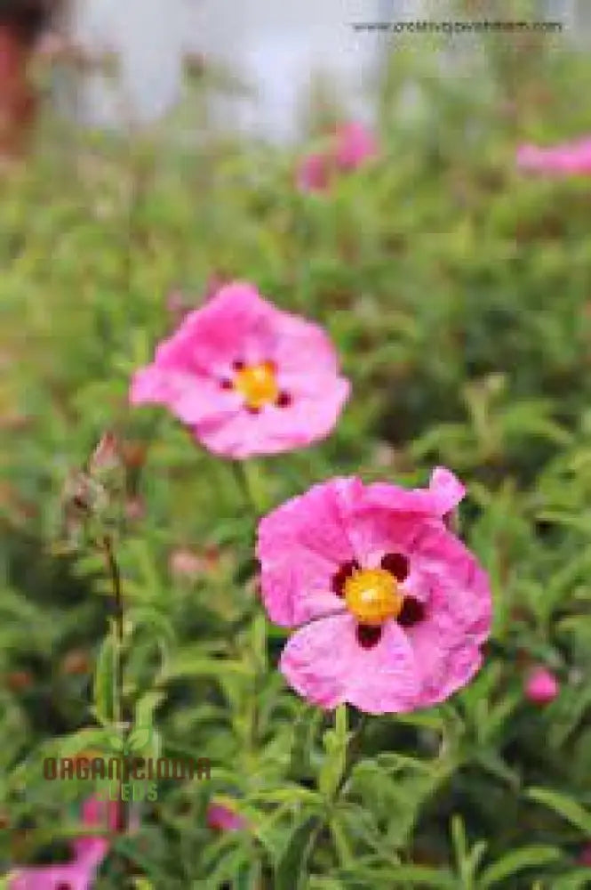 Cistus Albidus â€™Pink Silkâ€™ Flower Seeds For Planting Premium Quality Passionate Gardeners Seeds