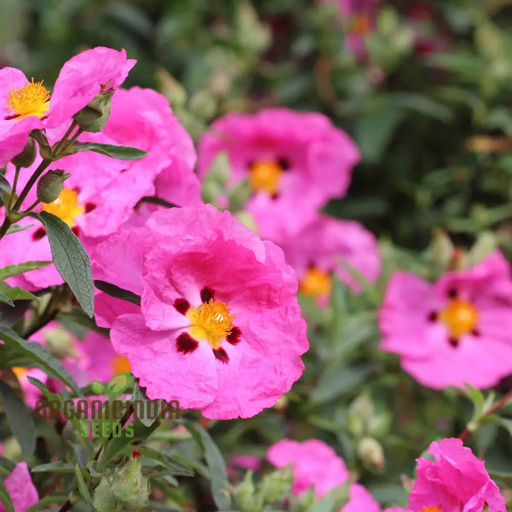 Cistus Albidus â€™Pink Silkâ€™ Flower Seeds For Planting Premium Quality Passionate Gardeners Seeds