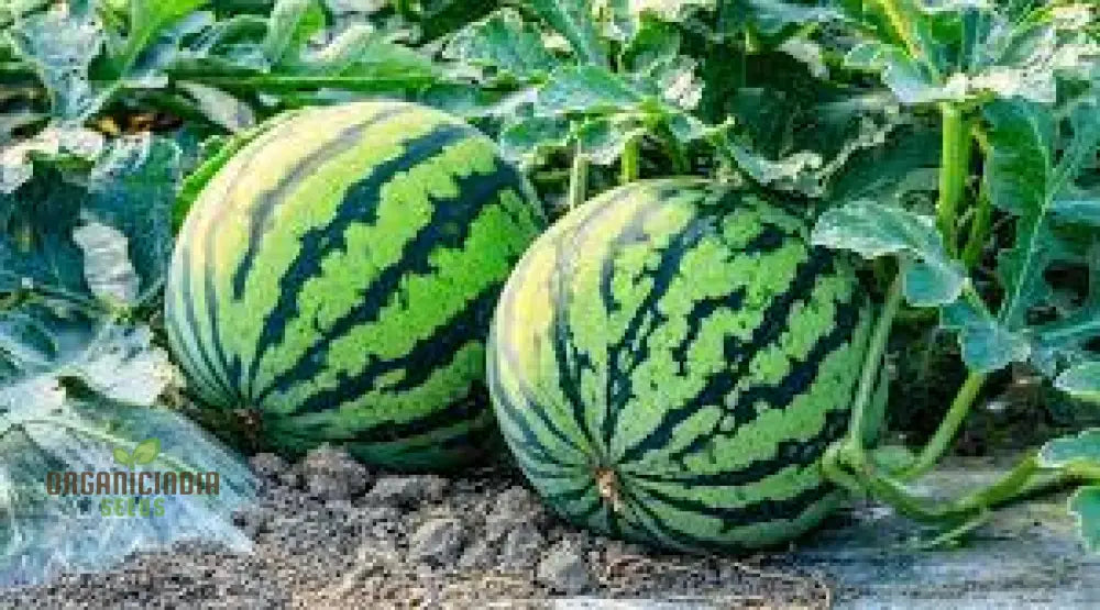 Citron Red Seeded Watermelon Seeds For Planting: Exquisite Gardening Delight With Abundant Seed