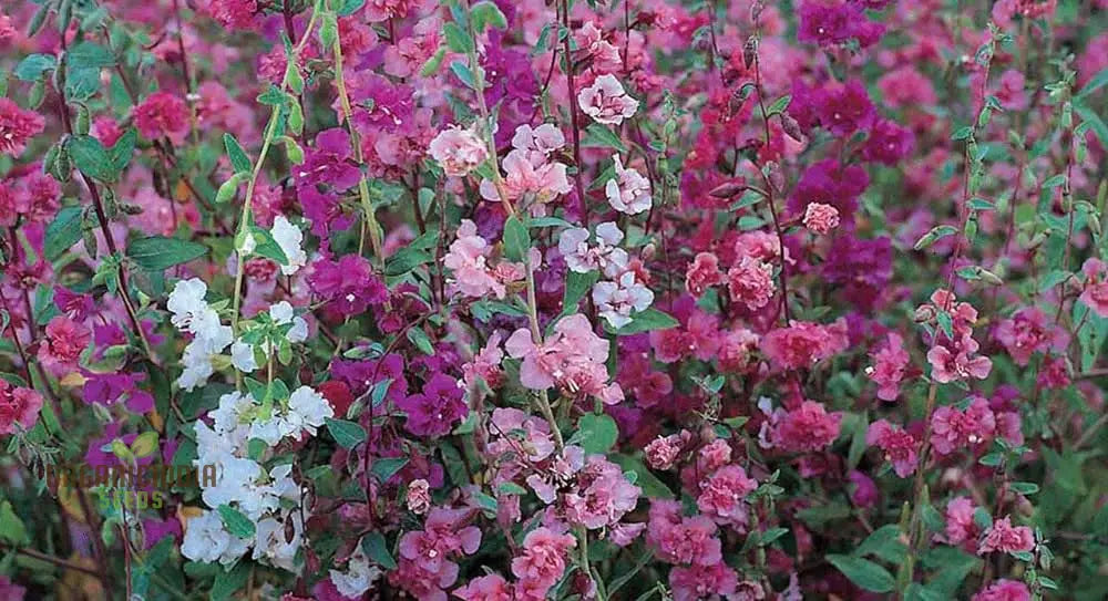 Clarkia Double Delight Flower Seeds For Planting: Exquisite Bi-Colored Blooms For Your Garden Oasis