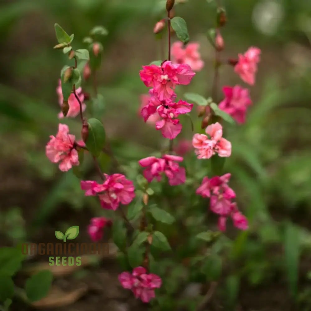 Clarkia Double Delight Flower Seeds For Planting: Exquisite Bi-Colored Blooms For Your Garden Oasis