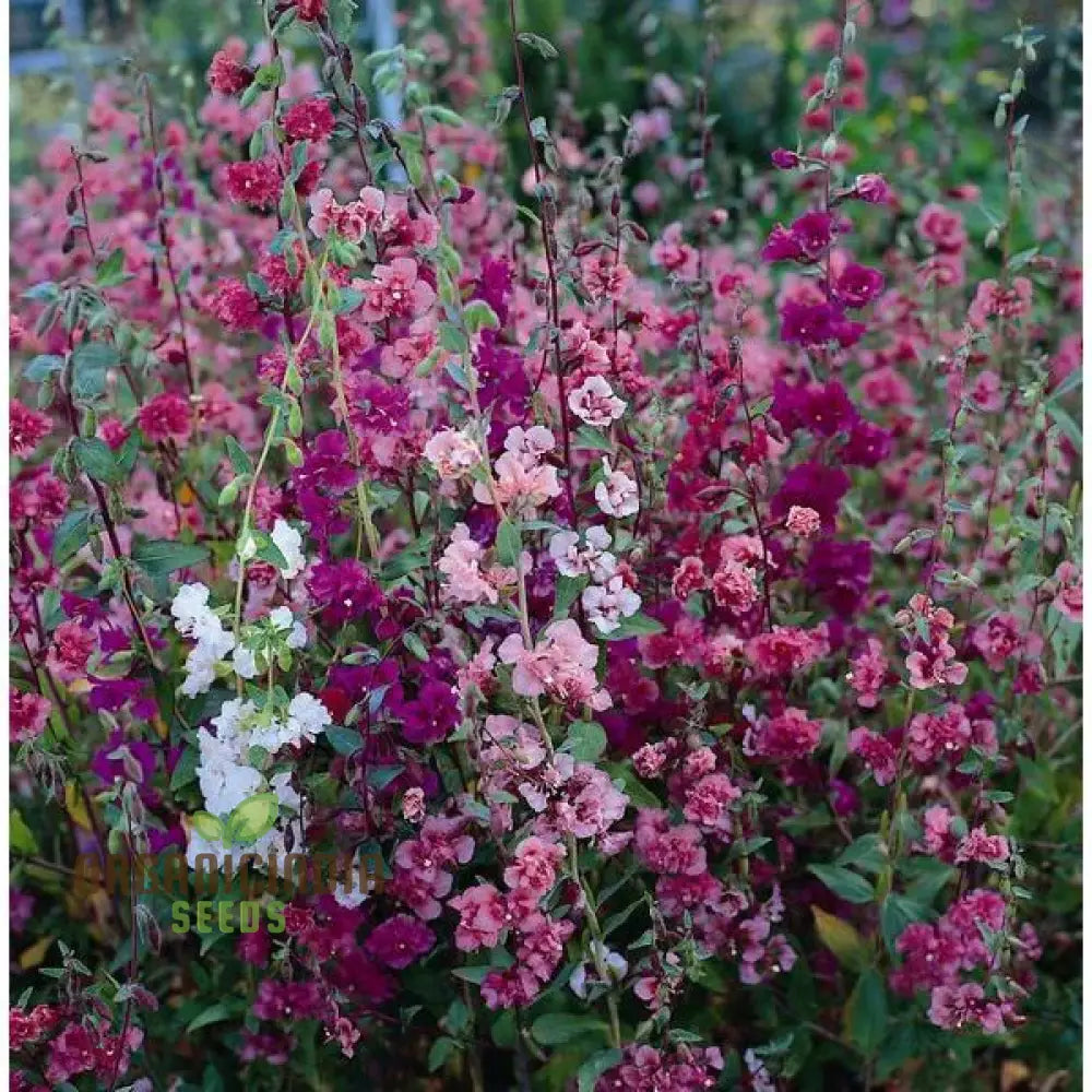 Clarkia Double Delight Flower Seeds For Planting: Exquisite Bi-Colored Blooms For Your Garden Oasis