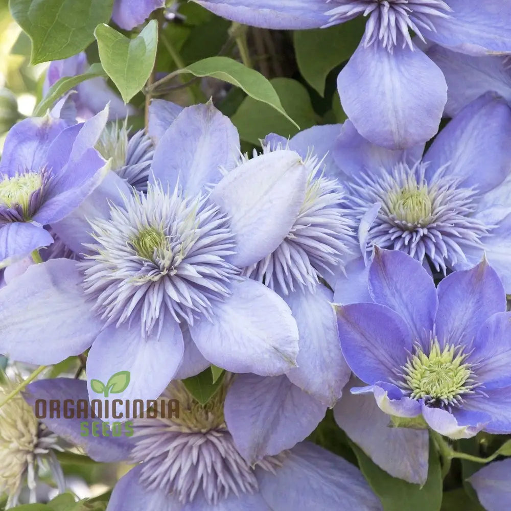 Clematis â€™Baby Blueâ€™ Flower Seeds For Planting Premium Quality Garden With Beautiful Blooms Seeds