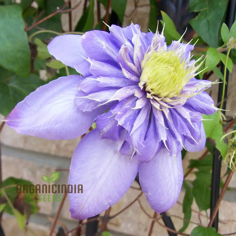 Clematis â€™Baby Blueâ€™ Flower Seeds For Planting Premium Quality Garden With Beautiful Blooms Seeds