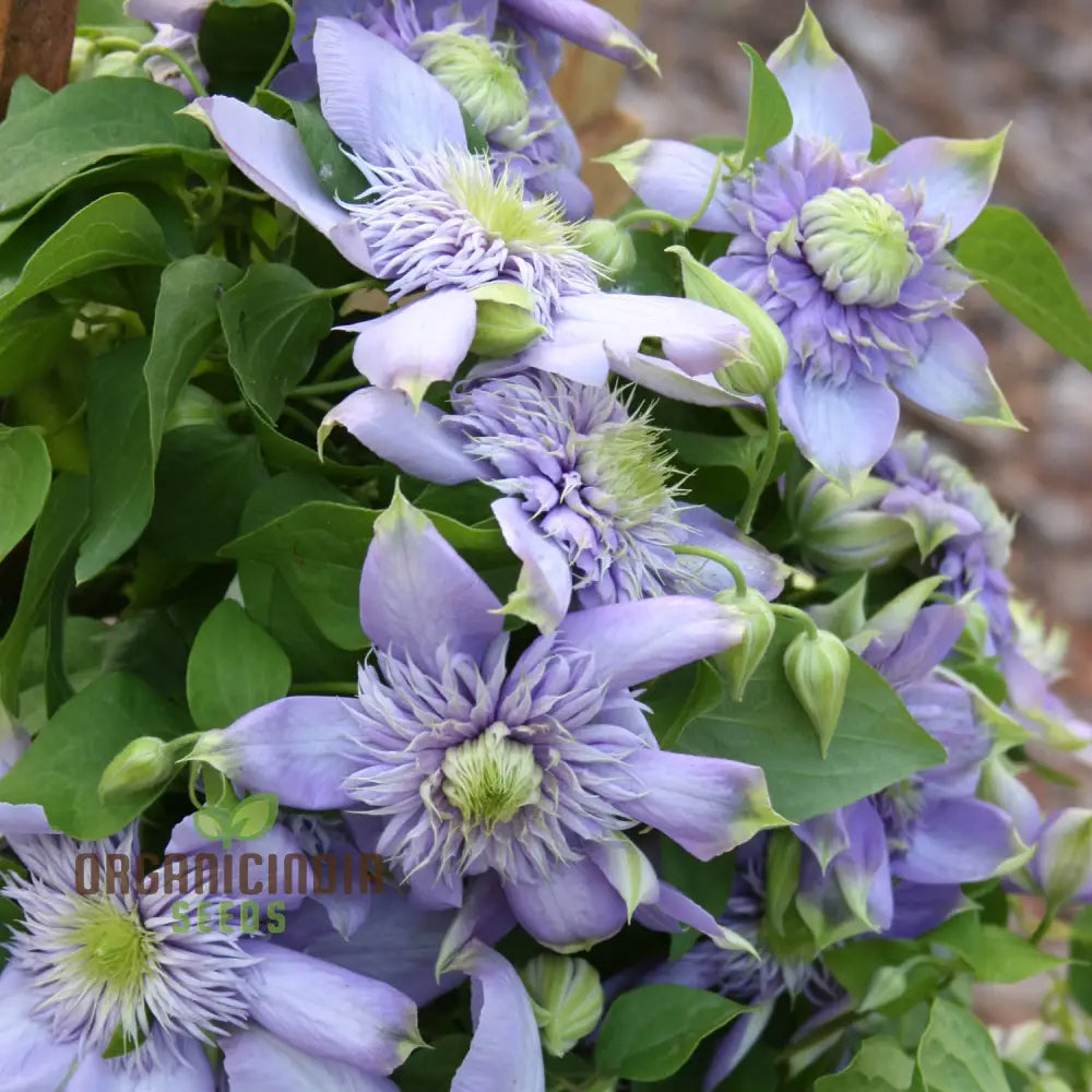 Clematis â€™Baby Blueâ€™ Flower Seeds For Planting Premium Quality Garden With Beautiful Blooms Seeds