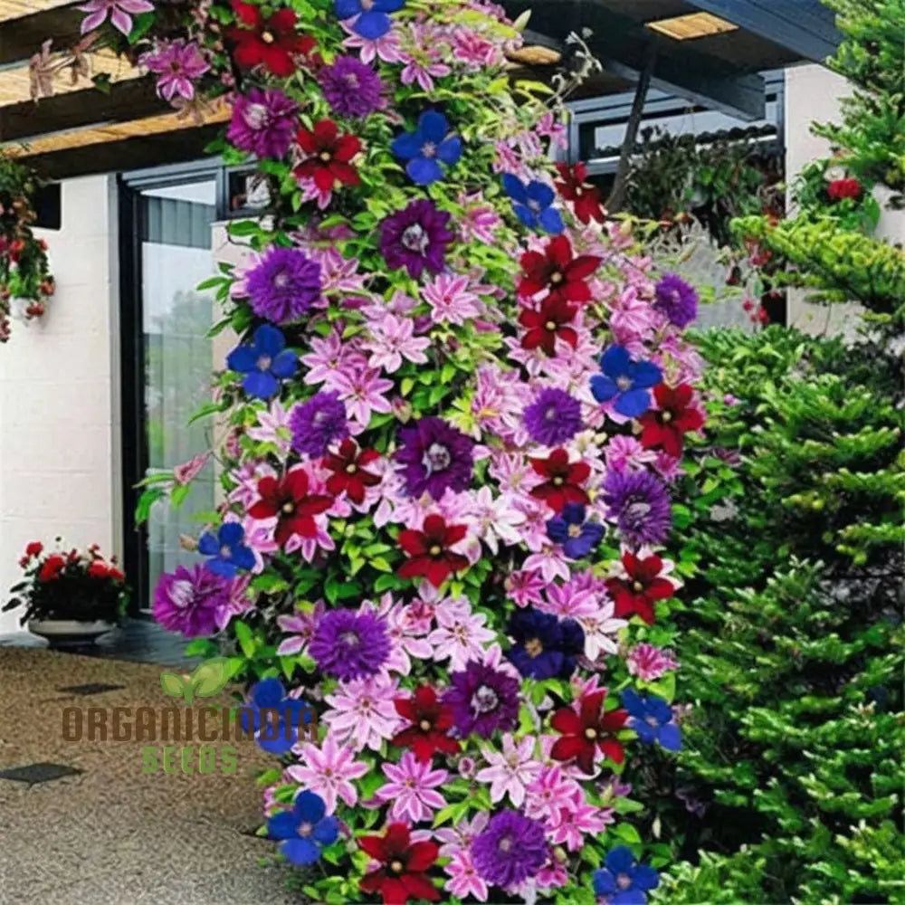 Clematis Creeper Flower Plant Seeds Vibrant Blooms Easy To Grow Ideal For Trellises And Gardens