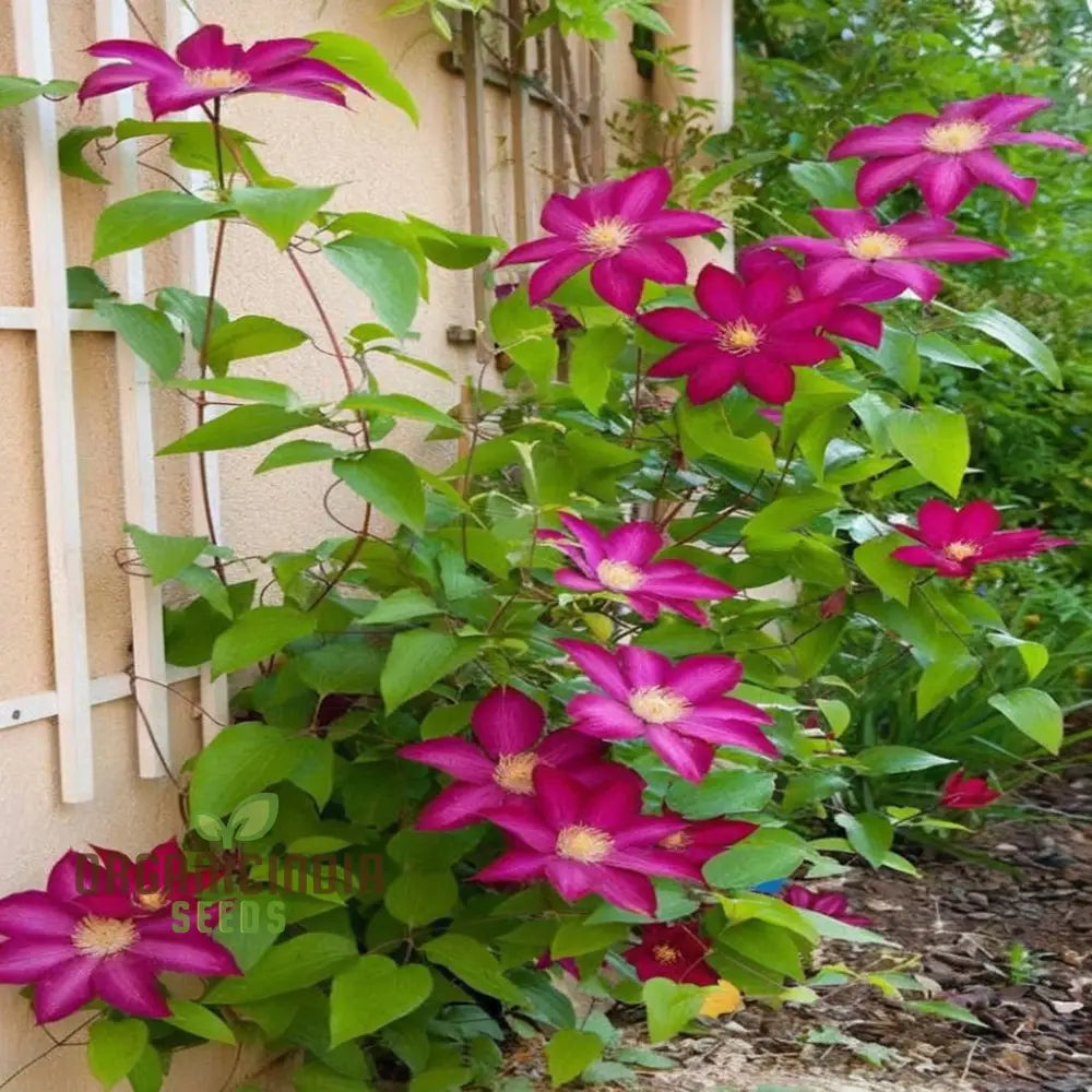 Clematis Creeper Flower Plant Seeds Vibrant Blooms Easy To Grow Ideal For Trellises And Gardens