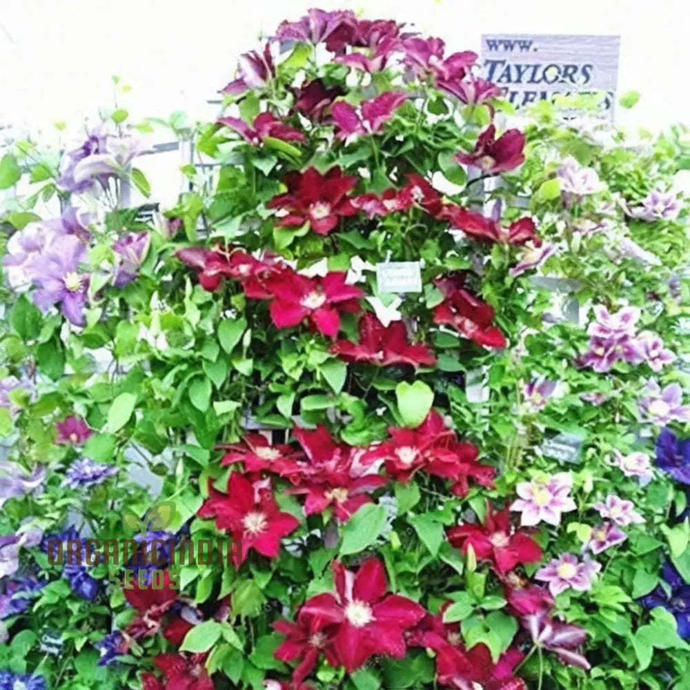 Clematis Creeper Flower Plant Seeds Vibrant Blooms Easy To Grow Ideal For Trellises And Gardens