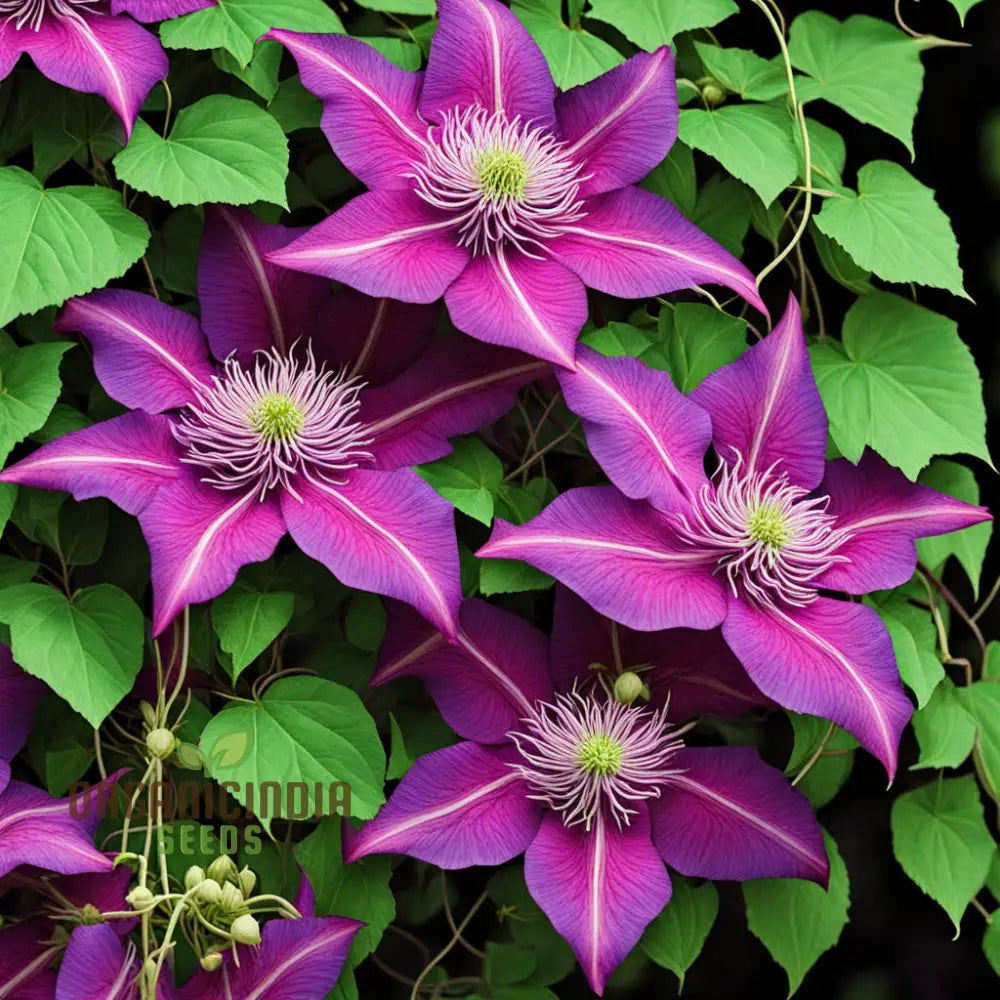 Clematis Fireworks - Starter Plants Ready For The Garden Beautiful Deep Pink And Purple Flowering