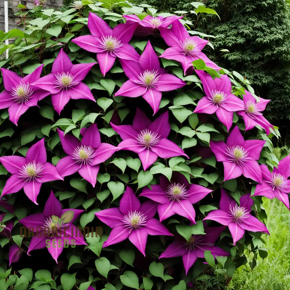 Clematis Fireworks - Starter Plants Ready For The Garden Beautiful Deep Pink And Purple Flowering