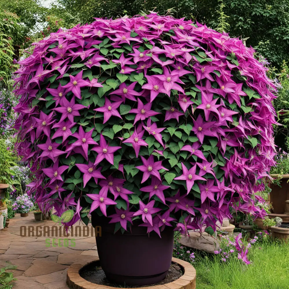 Clematis Fireworks - Starter Plants Ready For The Garden Beautiful Deep Pink And Purple Flowering