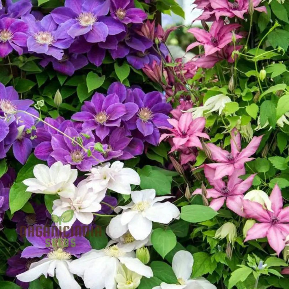 Clematis Flower Seeds - Beautiful Mixed Colors For All Seasons Easy To Grow Climbing Plants Perfect