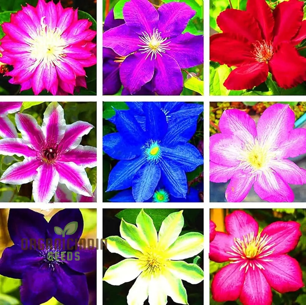 Clematis Flower Seeds - Beautiful Mixed Colors For All Seasons Easy To Grow Climbing Plants Perfect