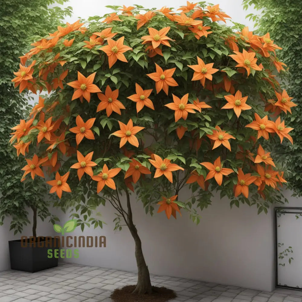 Clematis Flower Seeds In Vibrant Orange Add A Splash Of Color To Your Garden Climbers