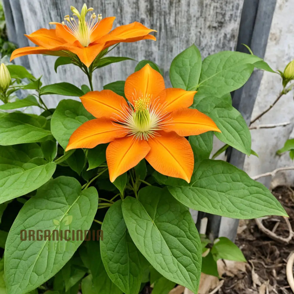 Clematis Flower Seeds In Vibrant Orange Add A Splash Of Color To Your Garden Climbers