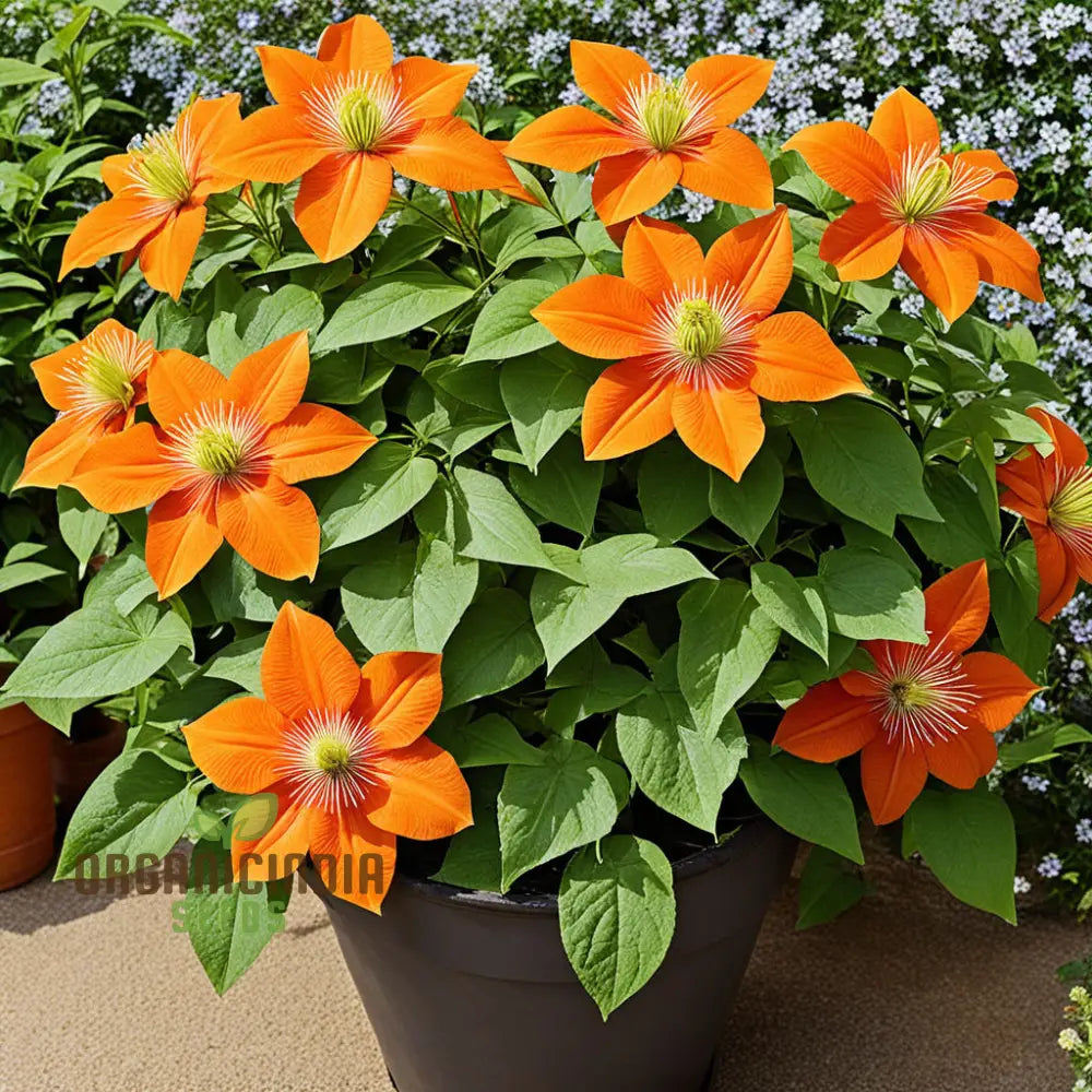 Clematis Flower Seeds In Vibrant Orange Add A Splash Of Color To Your Garden Climbers