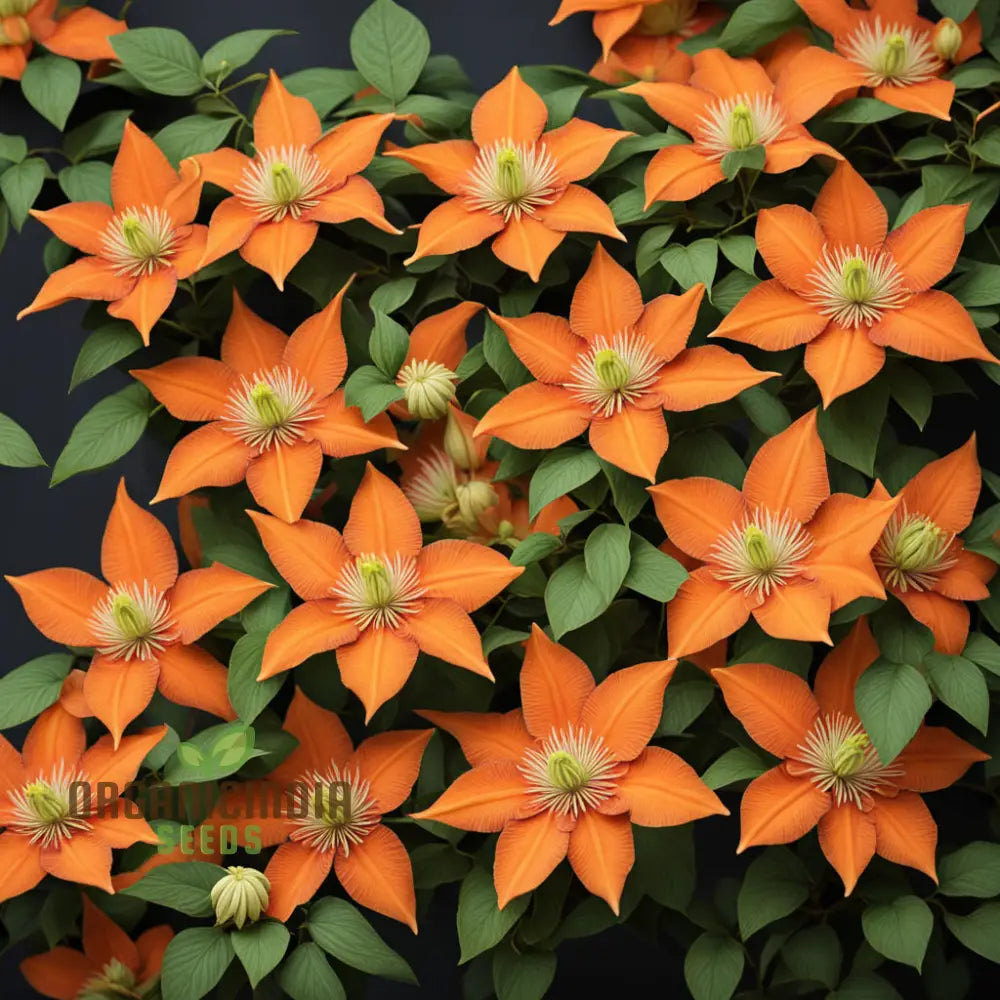 Clematis Flower Seeds In Vibrant Orange Add A Splash Of Color To Your Garden Climbers